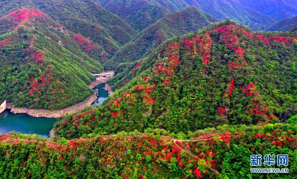 县摸云山 金寨县天堂寨 霍山县白马尖 霍山县屋脊山 满山红遍的映山红