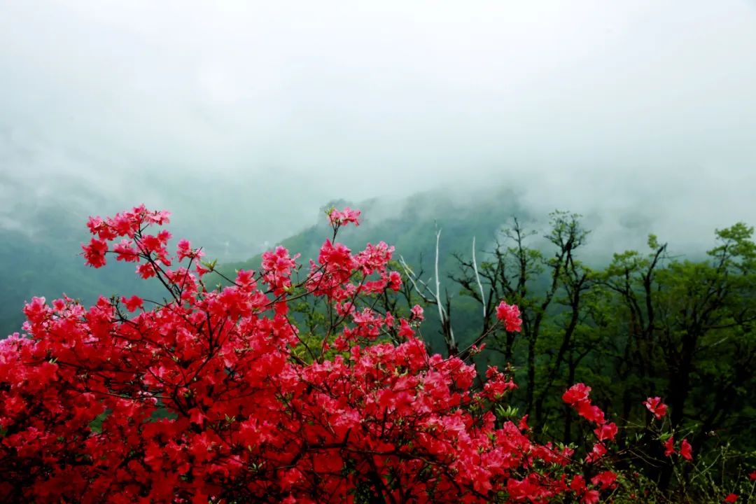 金寨县马鬃岭