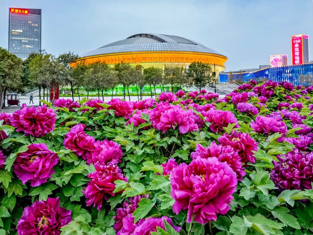 ▼ 首個開通地鐵的城市!邀請您乘坐地鐵看牡丹!