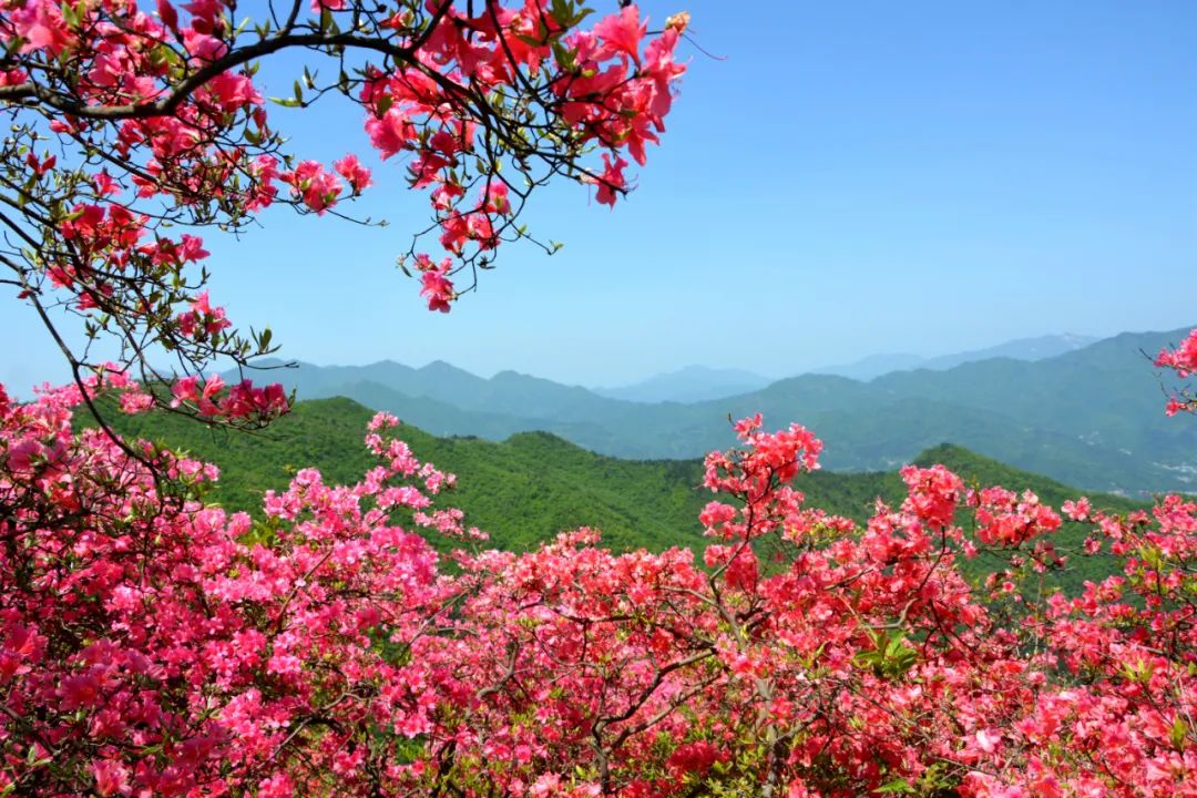 衢州六春湖映山红图片