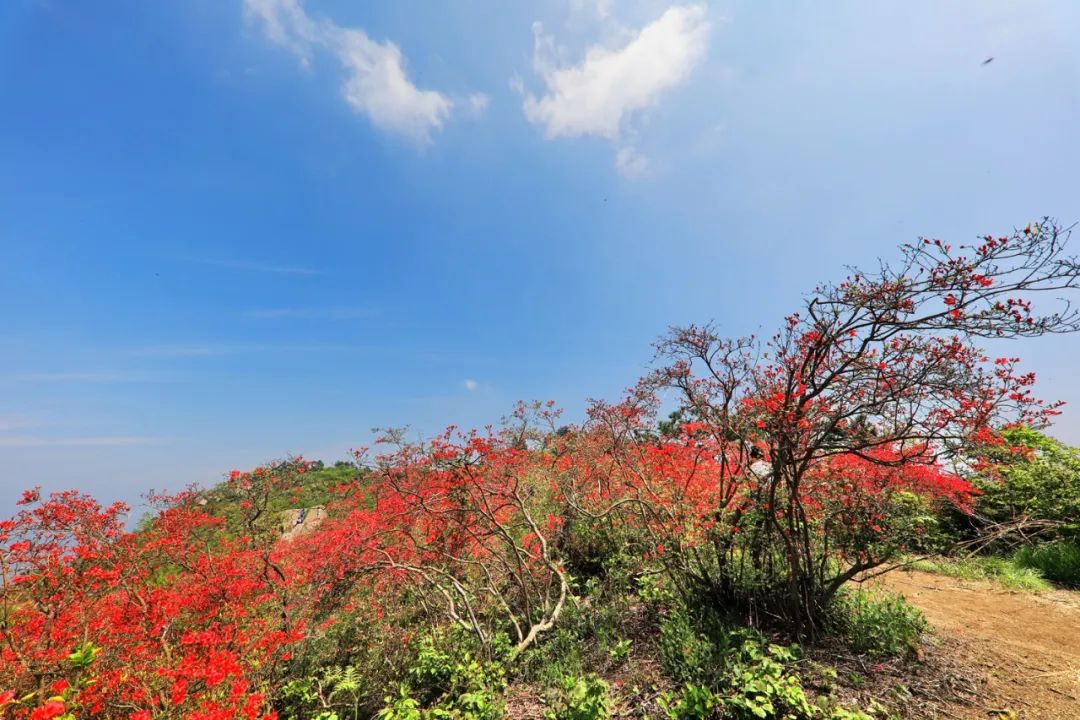 春游江淮请您来|最美人间四月天,杜鹃花开映山红,六安邀您来赏花!