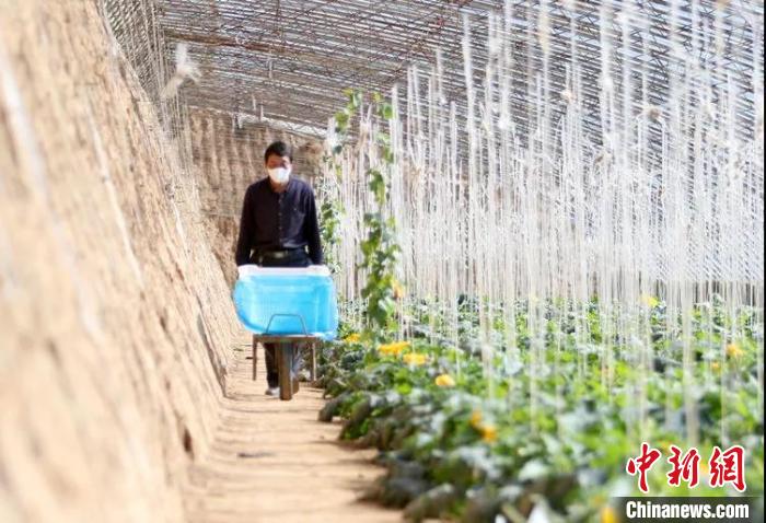 菜农正在大棚内忙碌。　秦超 摄