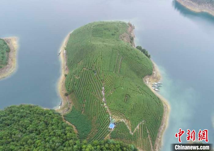 千岛湖畔茶园。　王建才 摄