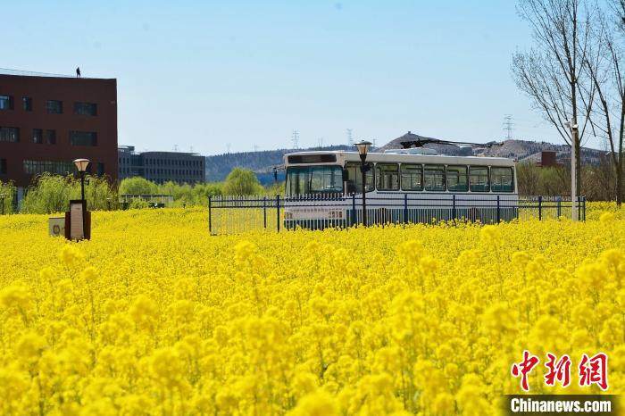 山东交通学院的“网红”油菜花海，放眼望去，宛如金色海洋。　张晓 摄