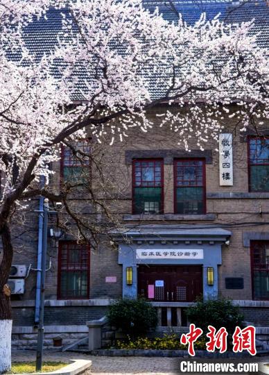 明媚春花与古朴建筑相互映衬。图为山东大学齐鲁医学院校园春光。山东大学齐鲁医学院供图