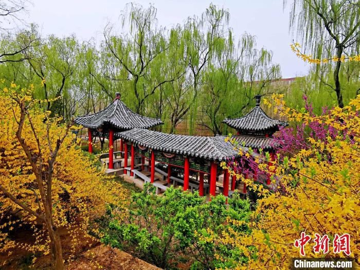 一幅幅春日画卷在济南大学铺展开来，柳树抽新芽、花枝换新装。　张伟 摄