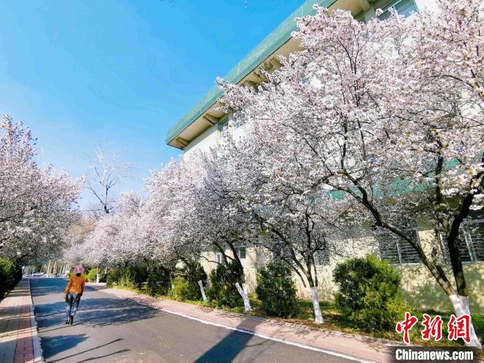 在山东师范大学千佛山校区，大片红叶李、紫叶李热烈开放。　赵晓 摄