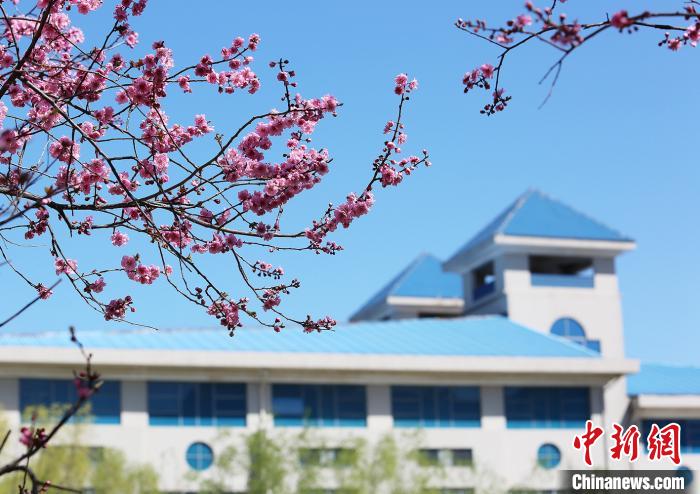 在山东中医药大学的体育馆前，春花盛放。　张昕 摄