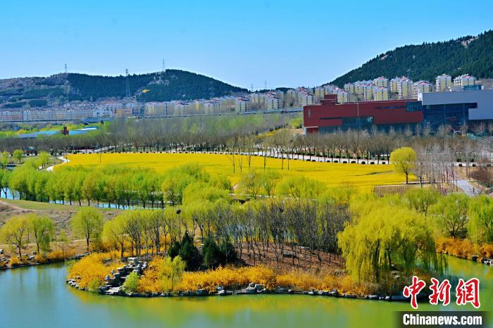 从高处俯瞰山东交通学院的油菜花海，满目金黄。　张晓 摄