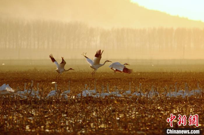 最佳观鸟季。　于胜地 常继民 摄