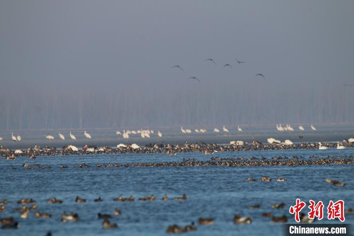 北迁候鸟飞临“白鹤之乡”沈阳法库呈万鸟云集场景
