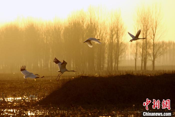 “白鹤之乡”沈阳法库。　于胜地 常继民 摄