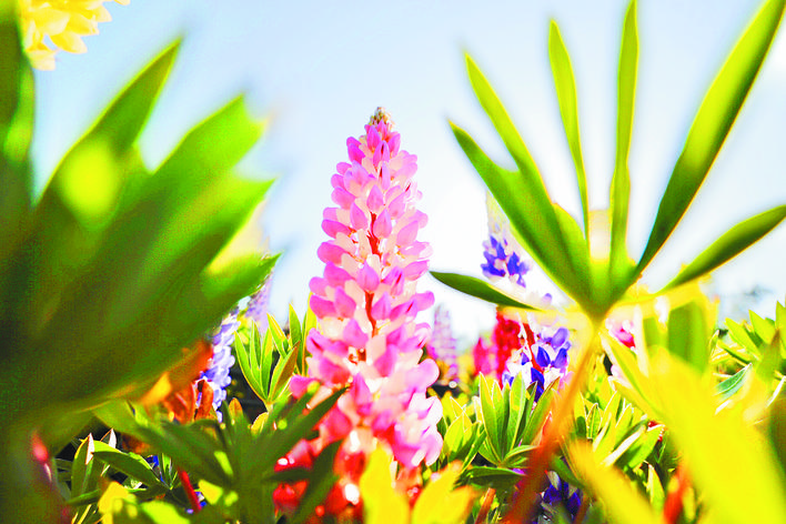 “自带背景音”的鲁冰花 合肥植物园首次栽种2万株