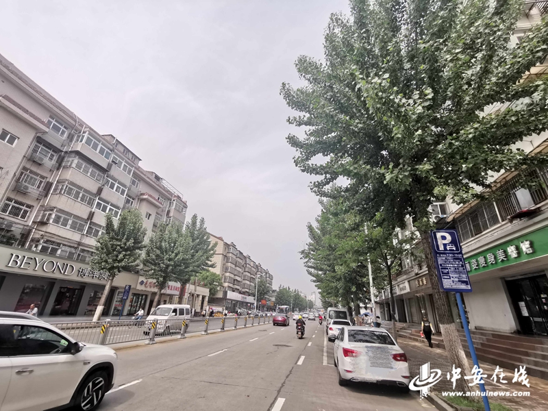 杨絮纷飞何时休？安徽林业部门回应群众关切热点问题