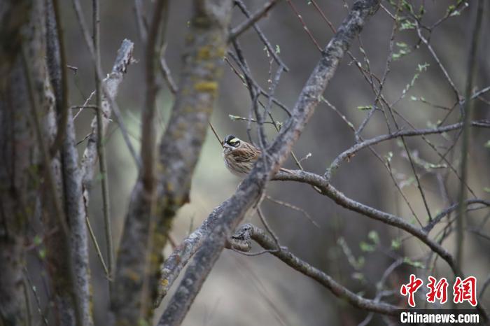 经查阅相关资料,确认其为雀形目鹀科的黄眉鹀雄鸟。 兰州大学供图 摄