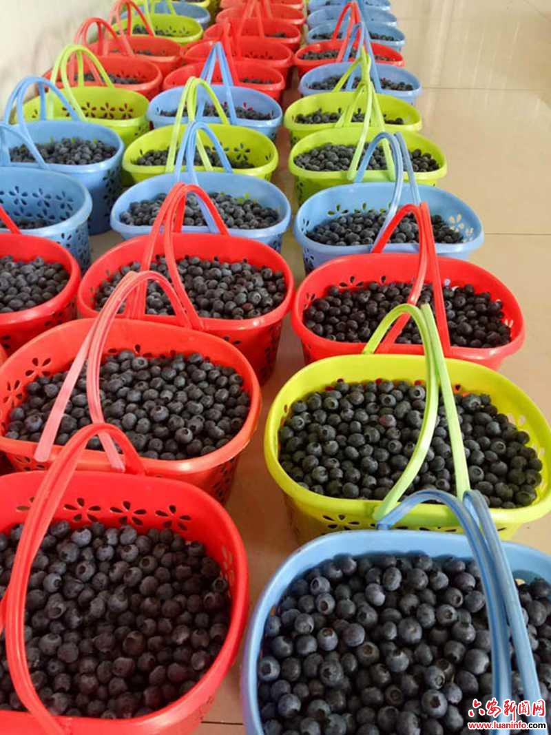 舒城县城关镇：小蓝莓滚动大产业