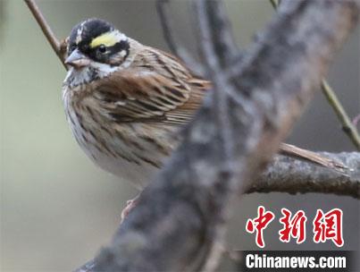 兰大研究团队发现黄眉鹀为甘肃鸟类家族再“添丁”