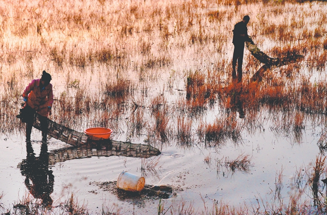 聚焦产业链供应链①：一水两用 稻田“种”出好“钱”景