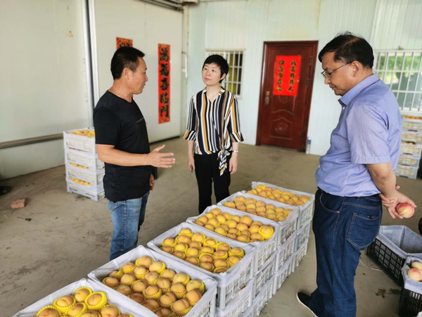 大力引导！抓住良机！赖红梅实地调研指导六安脆桃销售情况