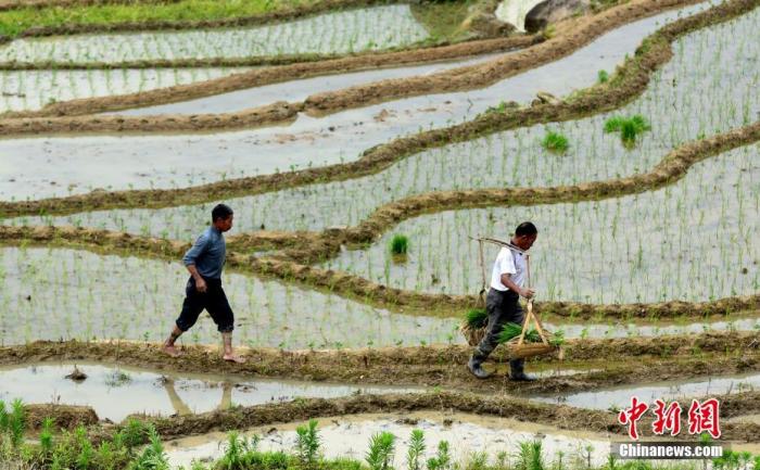 芒种节气农事忙：为何习俗流行吃青梅？