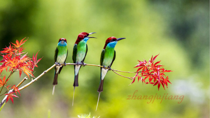 中国最美的小鸟——蓝喉蜂虎