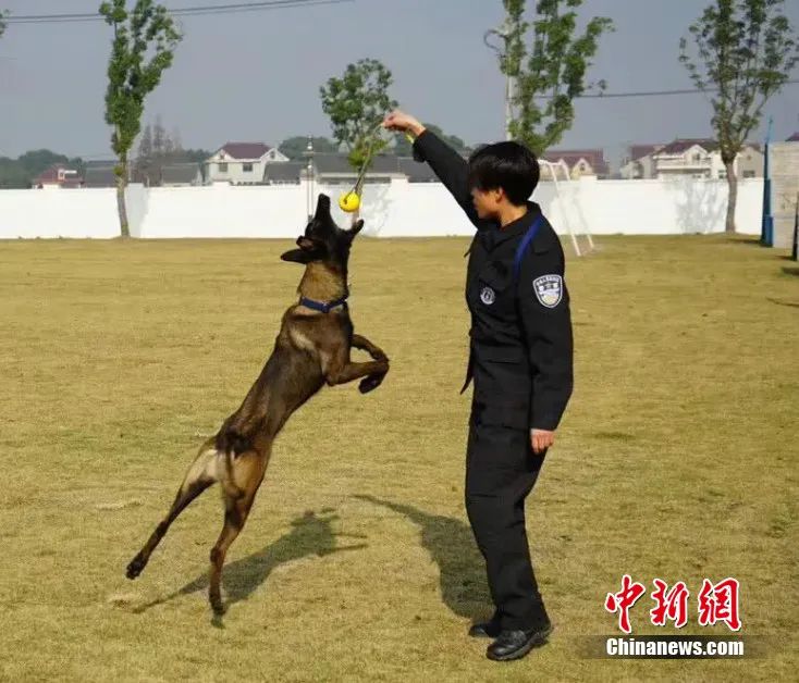 是警犬也是百万流量网红，这位“椰Sir”我粉了！