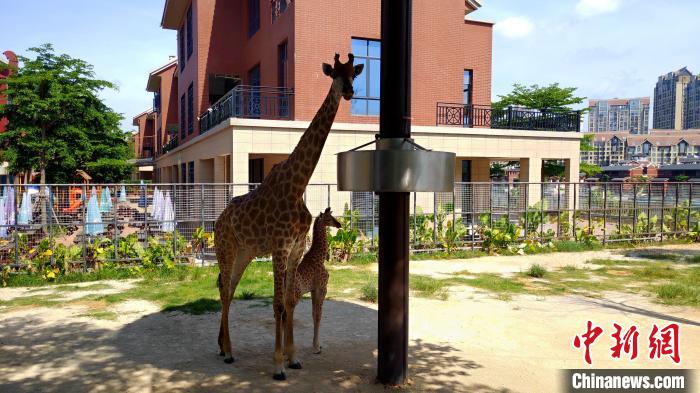 长颈鹿母子。 杨伏山 摄