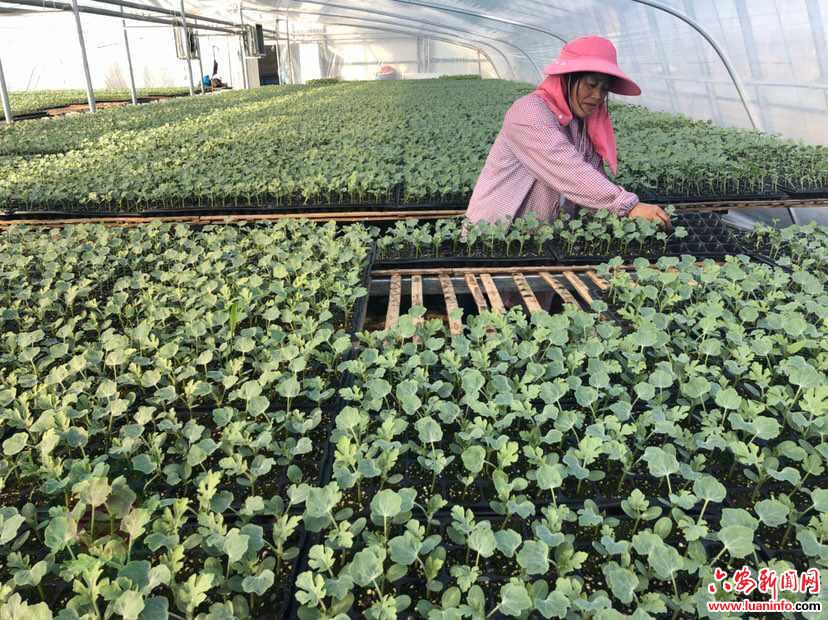 霍邱县城西湖乡：西瓜嫁接育苗 扶贫基地争当产业扶贫排头兵