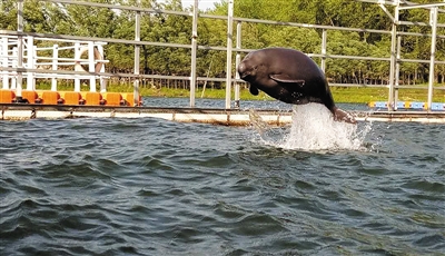 离开生活4年的家 首头网箱繁育江豚回归自然水域