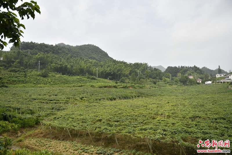 霍山：“花海”深处瓜果香