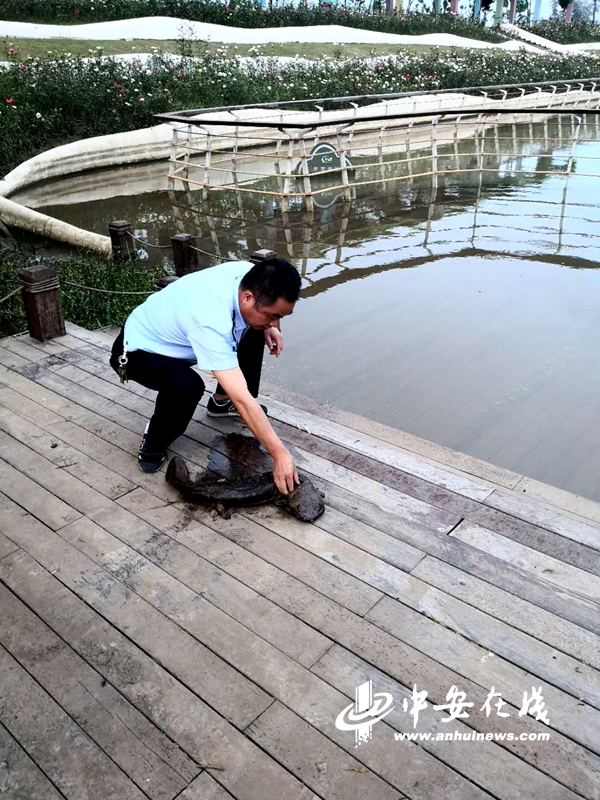肥西村民意外捕获"水中熊猫"
