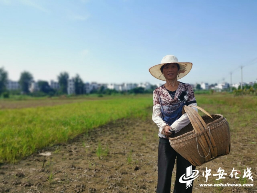 希望正在重新发芽 安徽沿淮行蓄洪区生产自救见闻