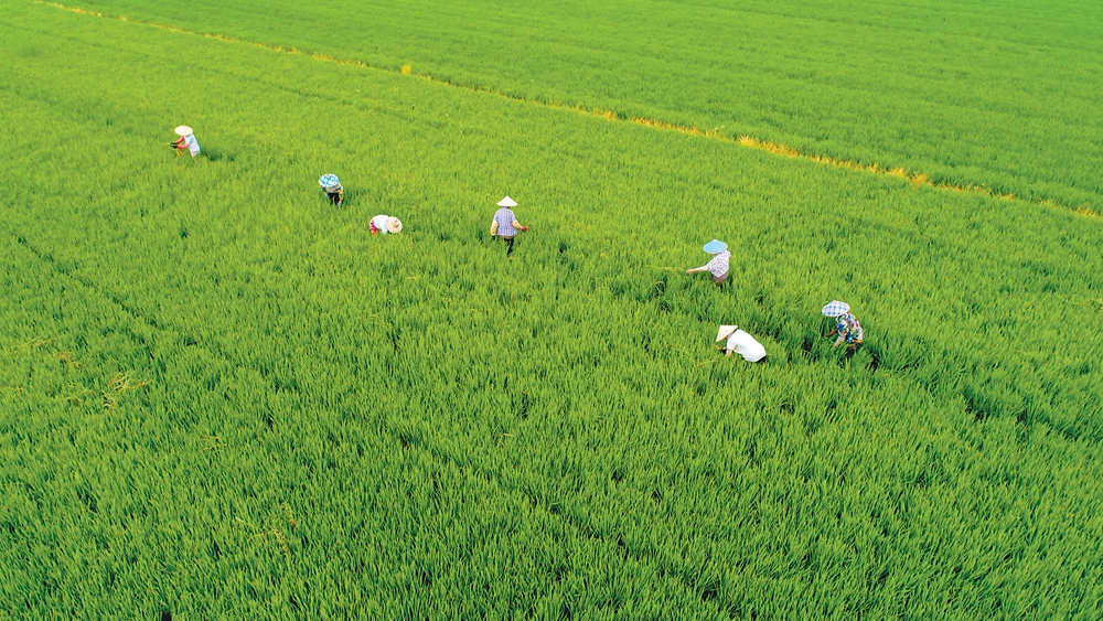 抢种补种 重建家园！大灾后的江淮大地孕育起新的希望