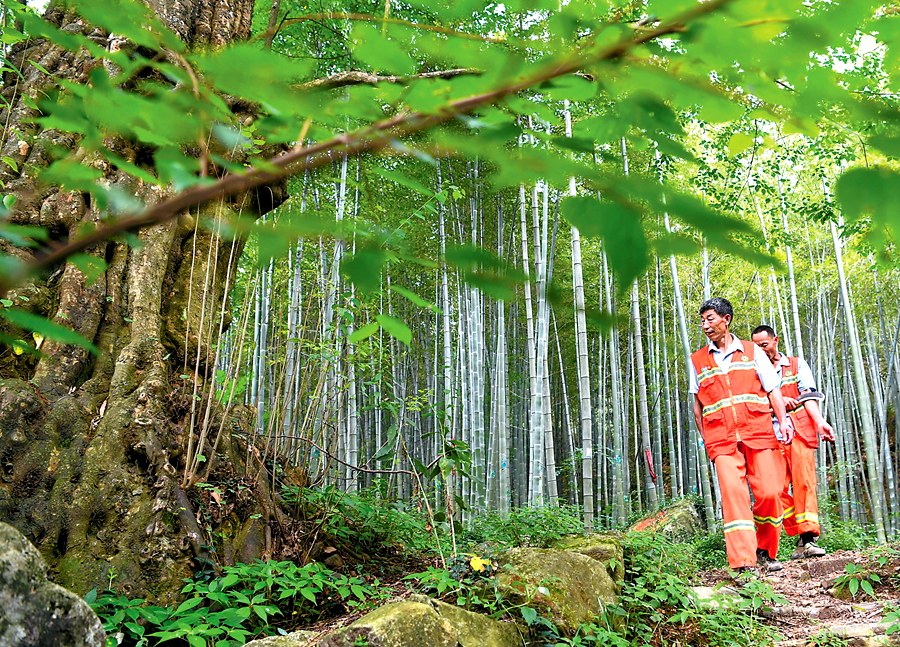 【走向我们的小康生活】一人护林 全家脱贫