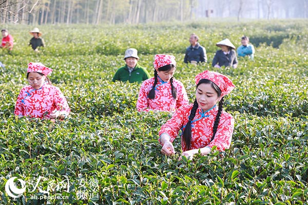 【徽茶观察】皖山皖水出好茶 徽茶振兴正当时