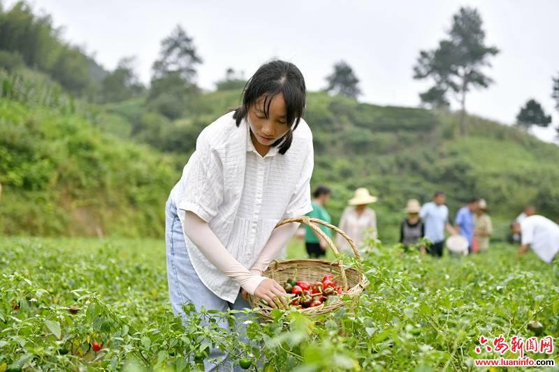 霍山漫水河镇：复产带来新气象