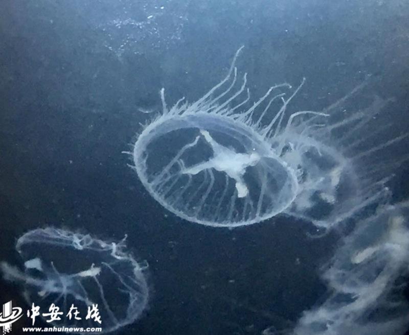 "水中大熊猫"惊现安徽怀宁