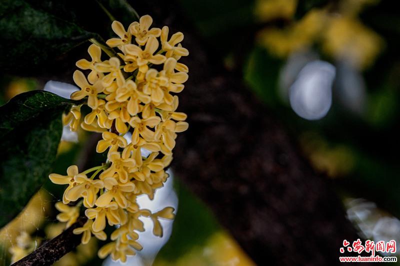 金寨梅山：桂子飘香迎中秋