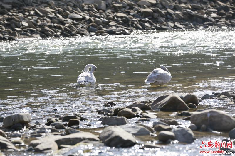 霍山漫水河镇：又见天鹅双双飞