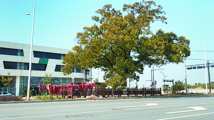 合肥一古树享“特区” “独占”一条车道