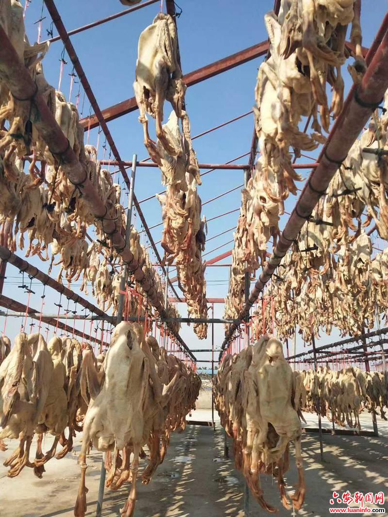 东桥镇：腊鹅飘香 产业发展更健康