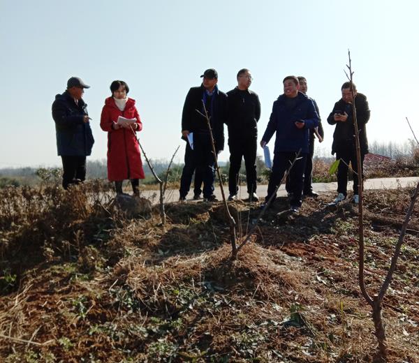 裕安区桃高标准化示范园初验