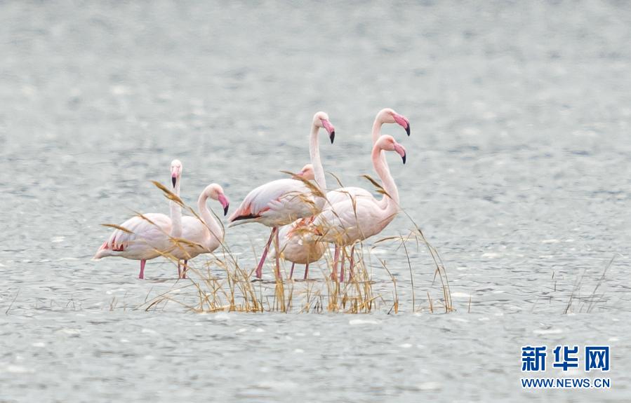 火烈鸟再度光临山西盐湖【图】