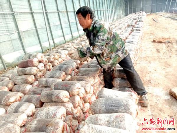 培植食用菌菇 助力脱贫致富