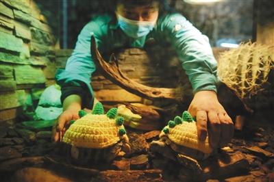 晒浴霸、穿毛衣……动物园怕冷动物过冬有"神器"