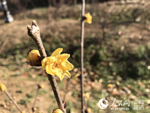 村貌整洁产业旺 肥西绽放“文明花”