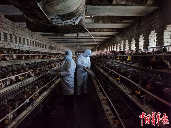 小果庄人撤了动物怎么办？18个中年男人当临时饲养员