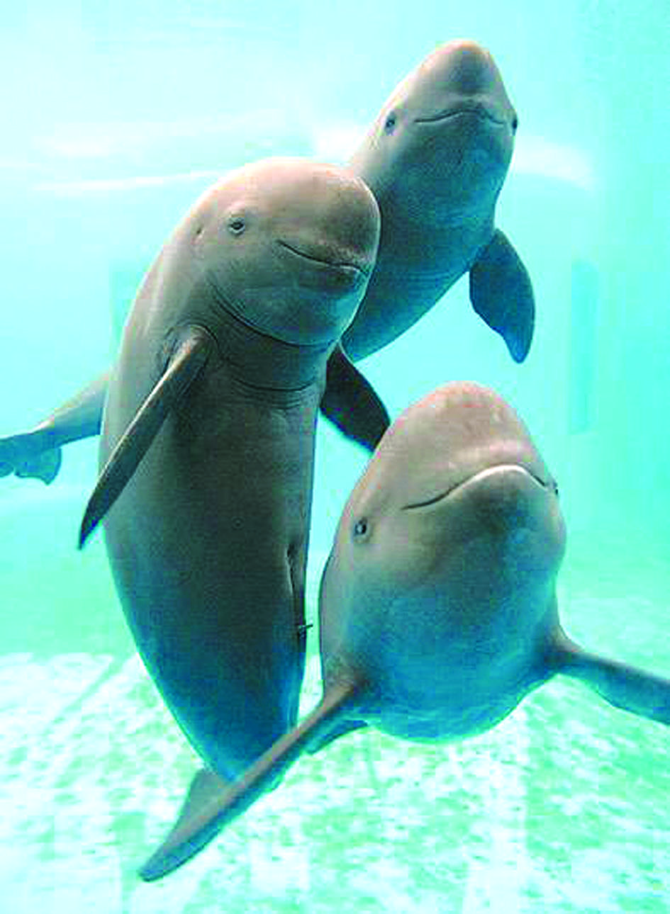 长江江豚由国家二级保护动物升为一级