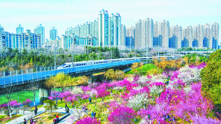 这个春天，梅花霸占了C位