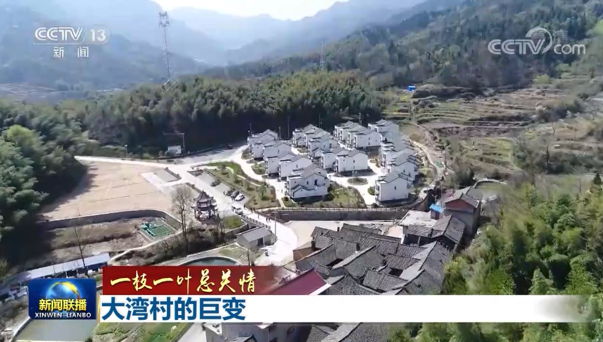 【一枝一叶总关情】大湾村的巨变